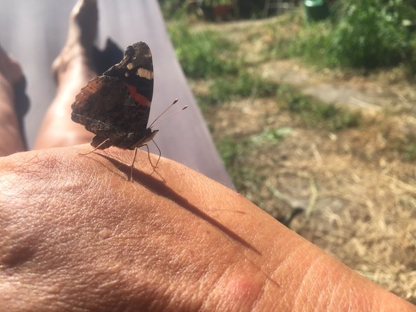 Butterfly On Hand