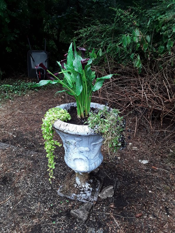 Kitchen pot, planted